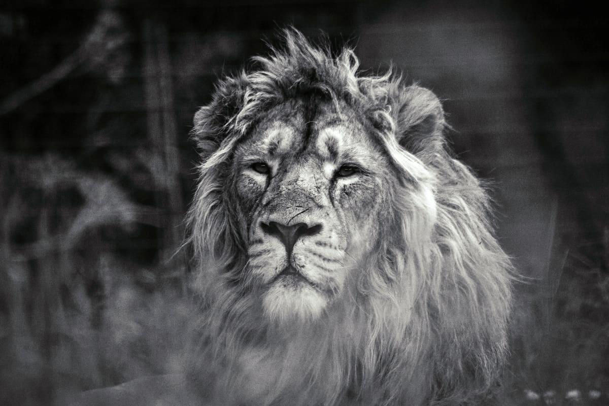 Leadership: Male lion at rest - managementberatung | coaching