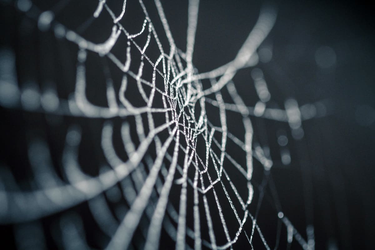 Organische Strukturen in Unternehmen: Spinnennetz vor dunkelblauem Hintergrund - netzwerk managementberatung | coaching
