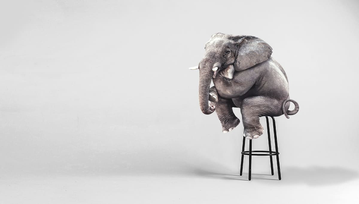 Agile Leadership: Attitude - The elephant on the bar stool - netzwerk managementberatung | coaching