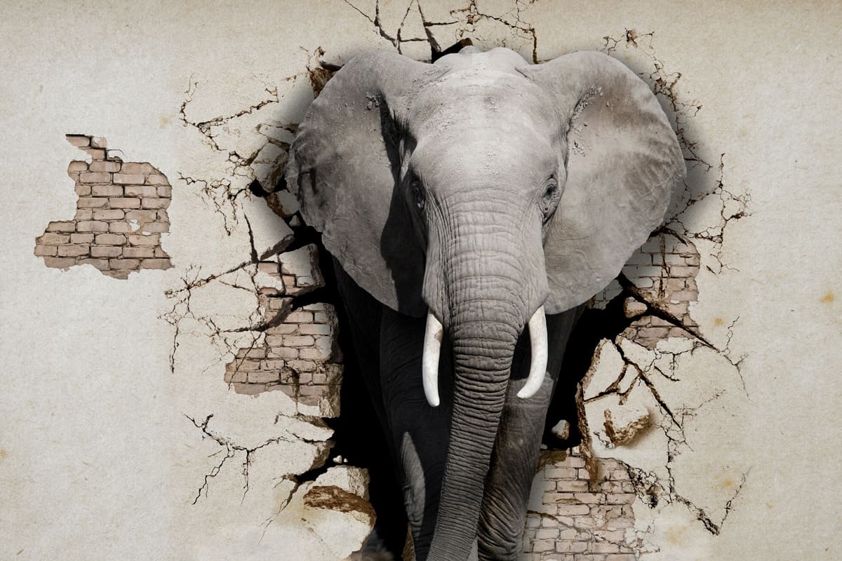 Elephant breaks through a wall - Agile Transformation - netzwerk managementberatung | coaching
