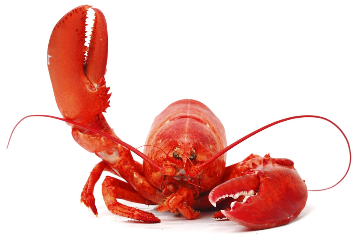 Lernkultur: Lobster - managementberatung | coaching