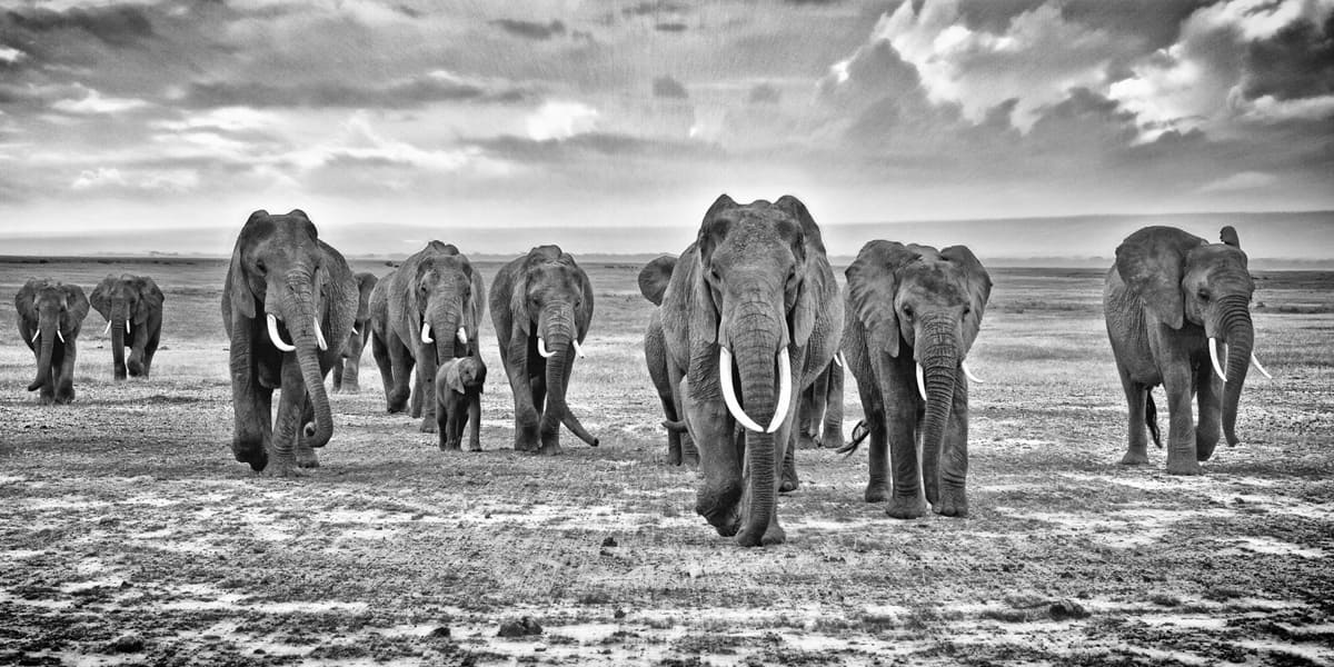 Leadership: Herd of elephants running towards the camera
